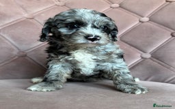 Cockapoo dogs for sale: Cockapoos  - Image 16