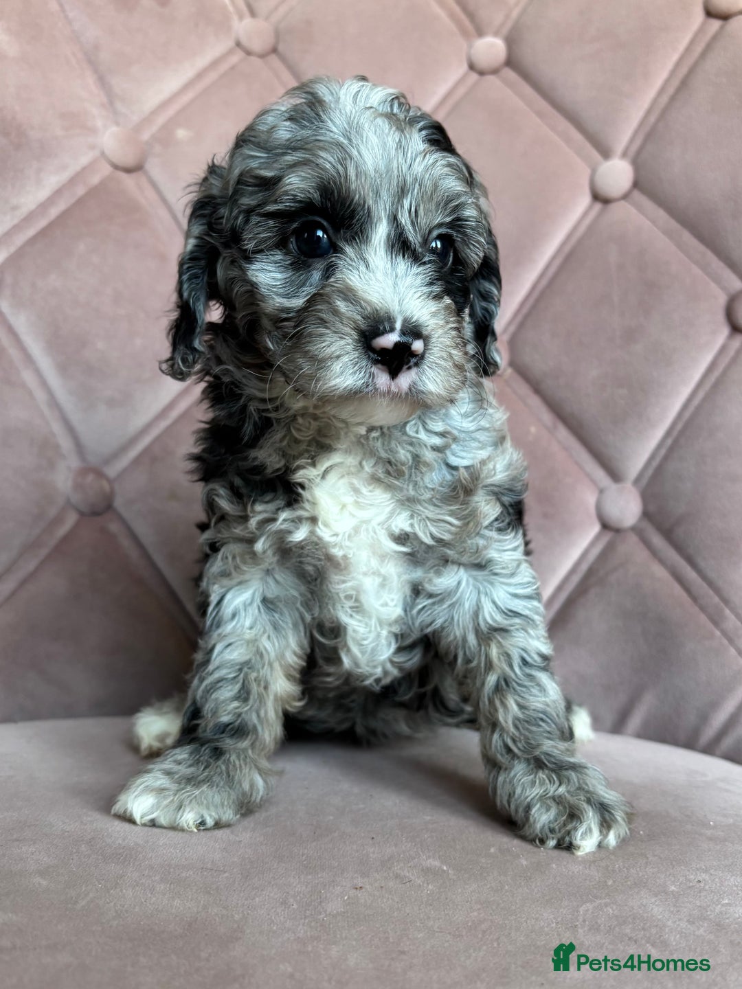 Cockapoo dogs for sale: Cockapoos  - Image 16