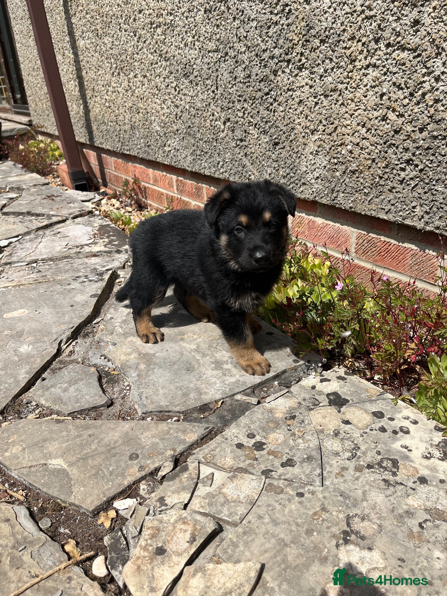 German Shepherd dogs German Shepherd puppies for sale  - Advert 2