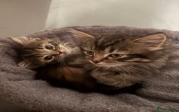 Ragdoll cats for sale: Ragdoll cross.  - Advert 2