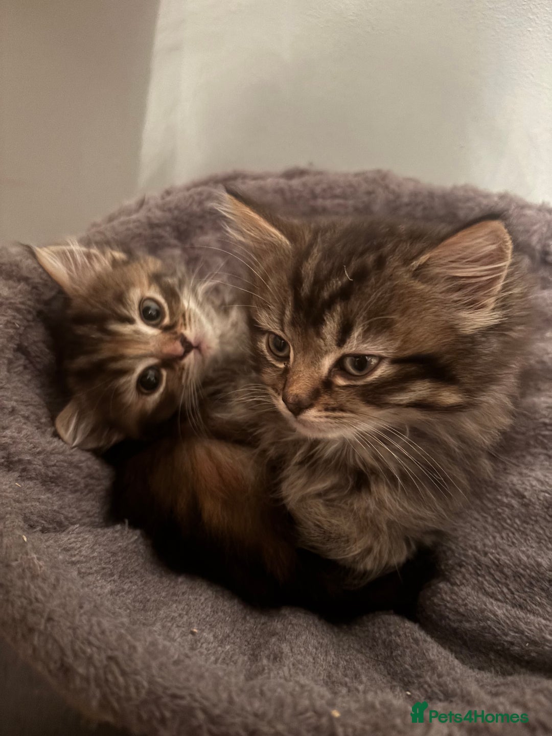 Ragdoll cats for sale: Ragdoll cross.  - Advert 2