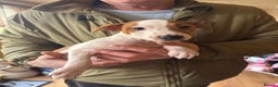Jack Russell dogs for sale: 1 male 1 female Jack Russell pups - Advert 1