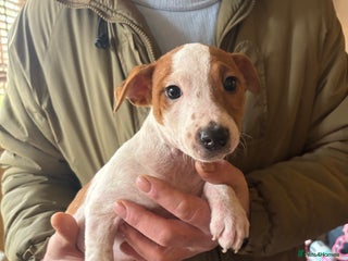 Jack Russell dogs 1 male 1 female Jack Russell pups - Advert 1
