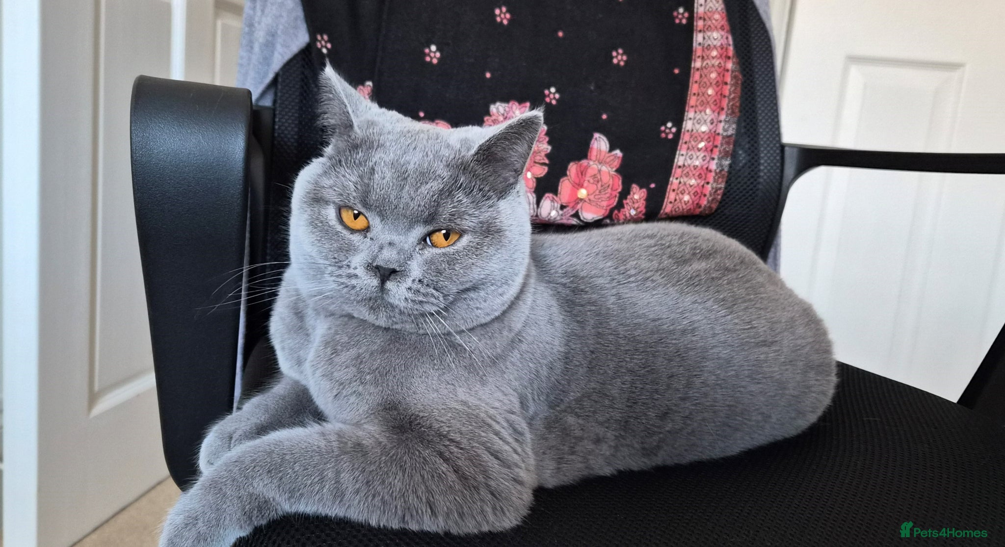 British Shorthair cats Highly anticipated litter from our beloved queen - Advert 1