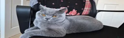 British Shorthair cats for sale: Highly anticipated litter from our beloved queen in Colchester - Advert 1