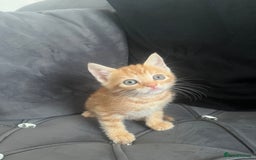 Bengal cats for sale: Bengal Kittens - Image 9