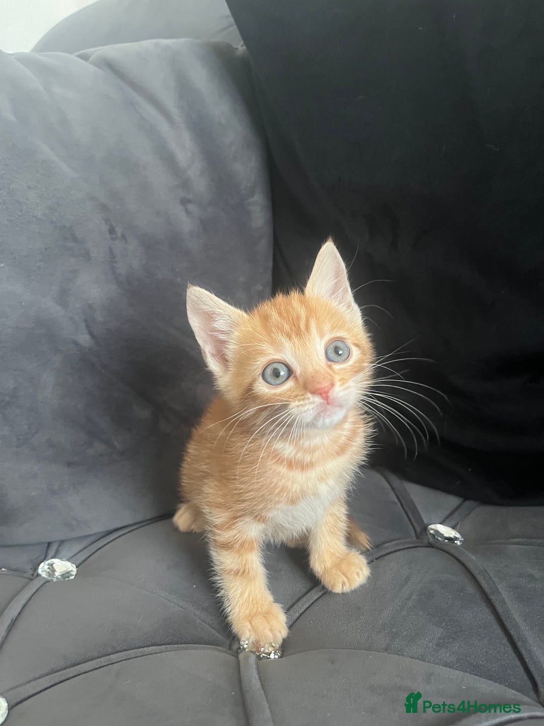 Bengal cats for sale: Bengal Kittens - Image 9