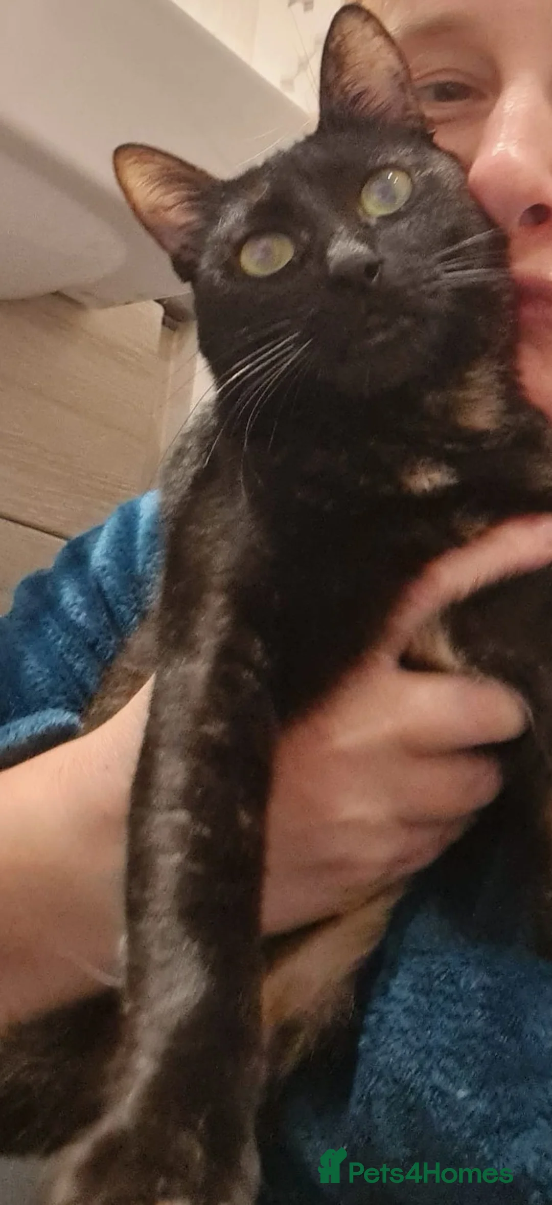 Mixed Breed cats for adoption: Indoor Tortie - super affectionate, chatty, loving - Advert 3