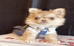 Chihuahua dogs for sale: Long haired chihuahua girl  - Advert 9