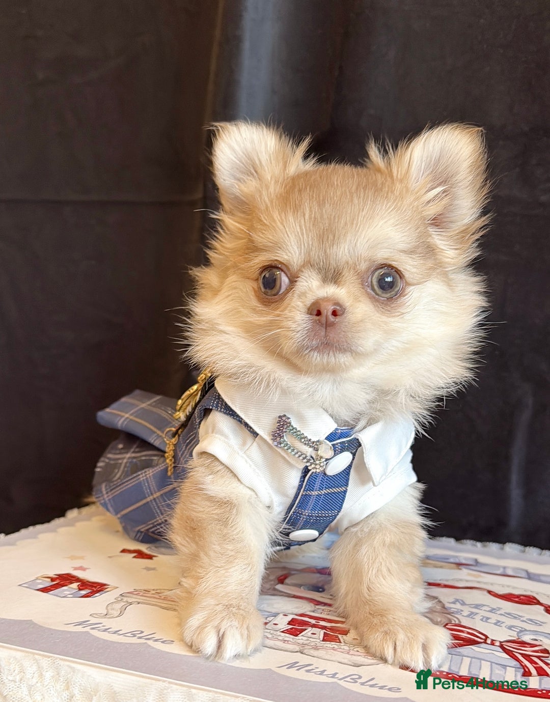 Chihuahua dogs for sale: Long haired chihuahua girl  - Advert 9