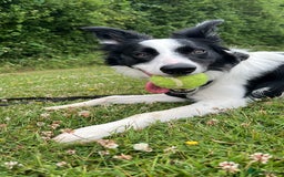 Border Collie dogs for sale: Male boteder collie nearly 1. Max - Image 6