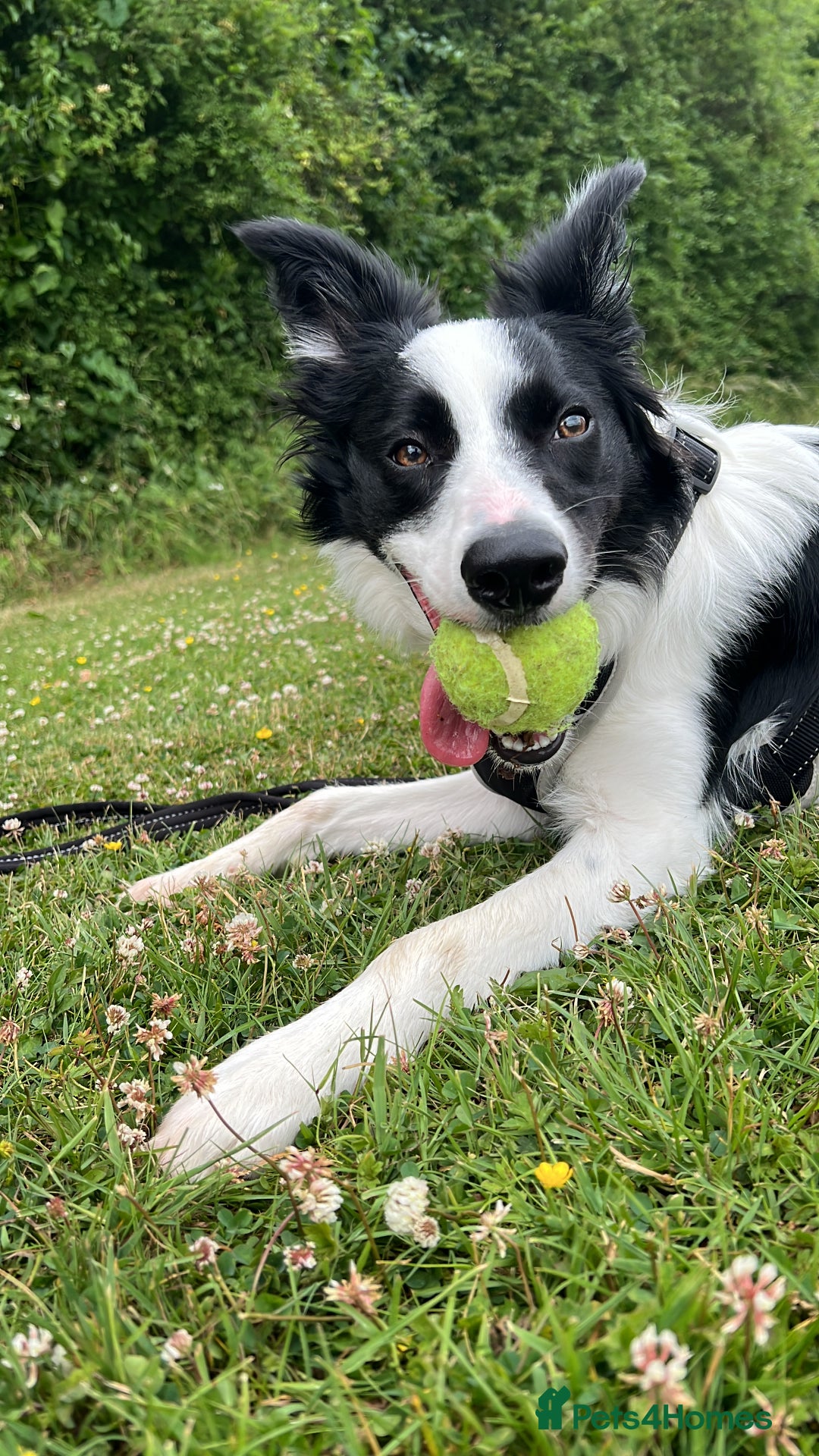 Border Collie dogs for sale: Male boteder collie nearly 1. Max - Image 6