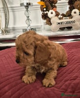 Cavapoo dogs - Advert 16