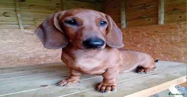 Dachshund dogs - Advert 1