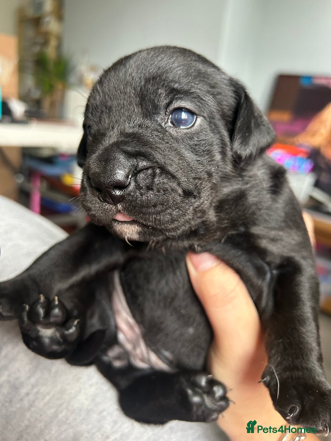 Mixed Breed dogs for sale: Bulladors - Image 1