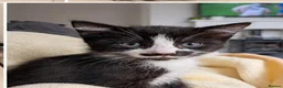 Mixed Breed cats for sale: 🐾 3 Kittens Looking for Their Forever Homes 🐾 - Advert 7