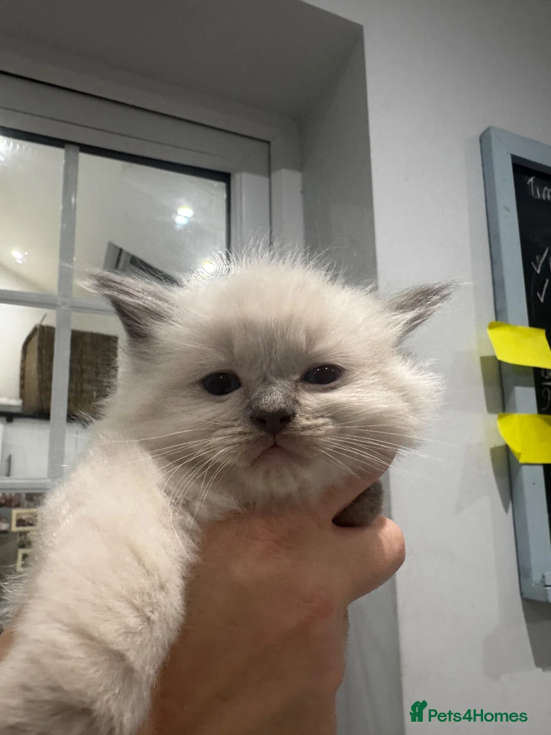 Ragdoll cats for sale: Stunning Ragdoll kittens in Preston - Advert 2