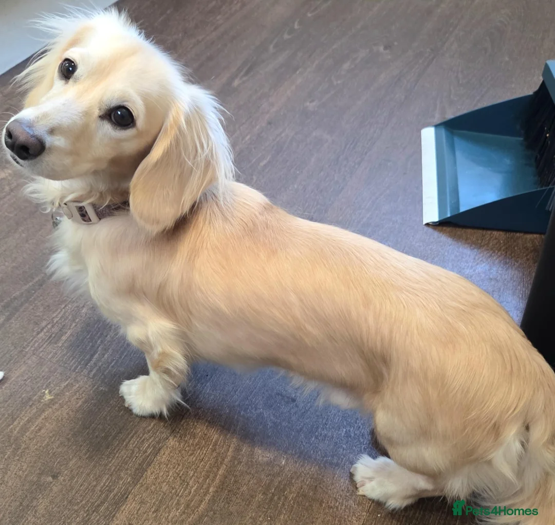 Miniature Dachshund dogs for stud: Cream stud long hair  - Advert 1