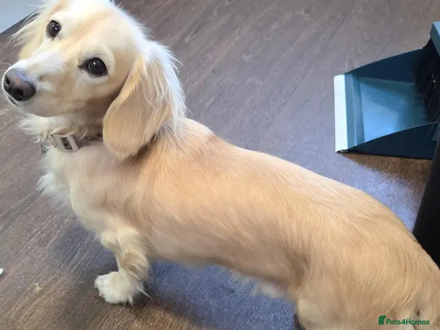 Miniature Dachshund dogs for stud: Cream stud long hair - Advert 1