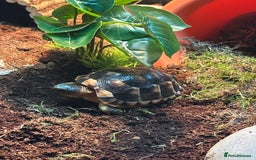 Tortoise reptiles for sale: Kiki the marginated tortoise - Image 7