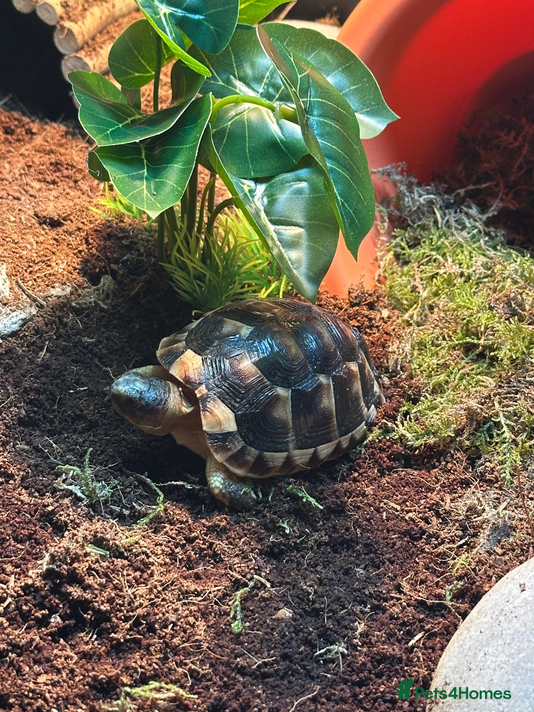 Tortoise reptiles for sale: Kiki the marginated tortoise - Image 7