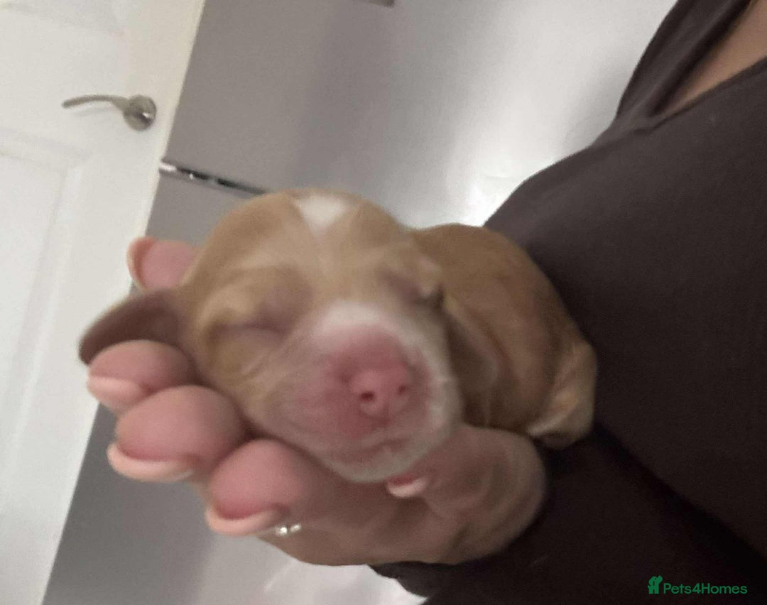 Cocker Spaniel dogs for sale: Show cocker spaniel puppies - Image 5