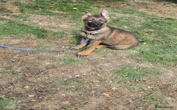 German Shepherd dogs for sale: German Shepherd puppies  - Image 6
