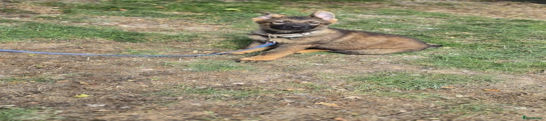 German Shepherd Puppy 2