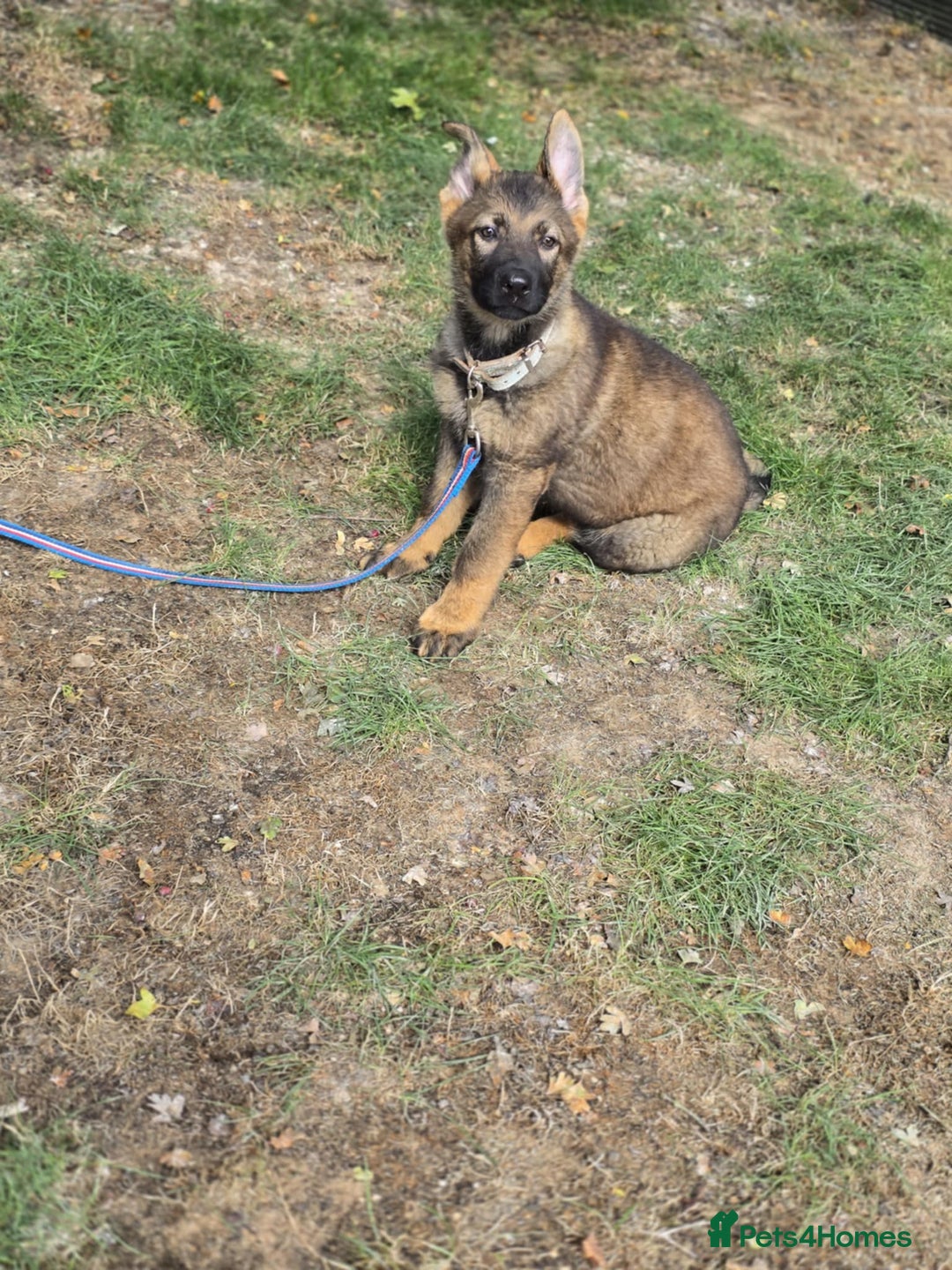 German Shepherd dogs for sale: German Shepherd puppies  - Image 6