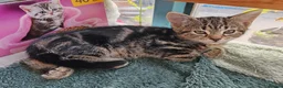Mixed Breed cats for sale: Beautiful kittens looking for new home - Advert 22