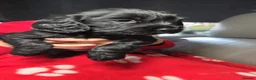 Cocker Spaniel dogs for sale: Lovely Cocker Spaniel Puppies  - Advert 14