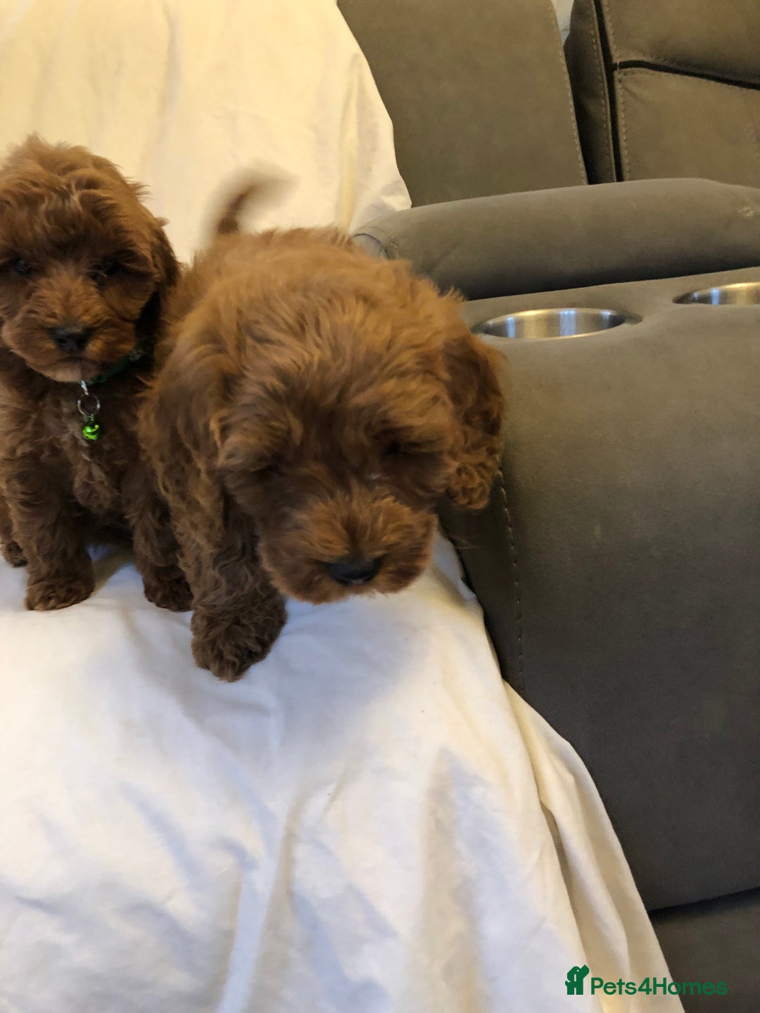 Cockapoo dogs for sale: Cockapoos - Advert 12