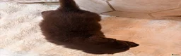 Labradoodle dogs for sale: ** RARE CHOC-PHANTOM & MERLE F2 LABRADOODLES ** - Advert 14