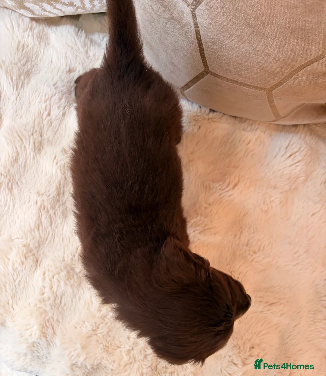 Labradoodle dogs for sale: ** RARE CHOC-PHANTOM & MERLE F2 LABRADOODLES ** - Advert 14