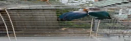 Lovebirds birds for sale: Young Fisher lovebirds for sale - Advert 5