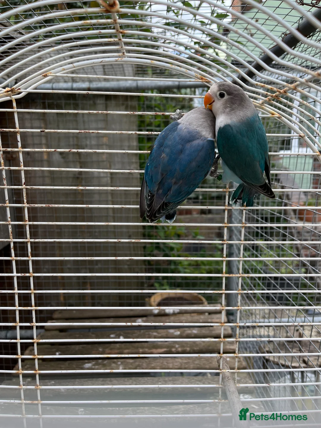 Lovebirds birds for sale: Young Fisher lovebirds for sale - Advert 5
