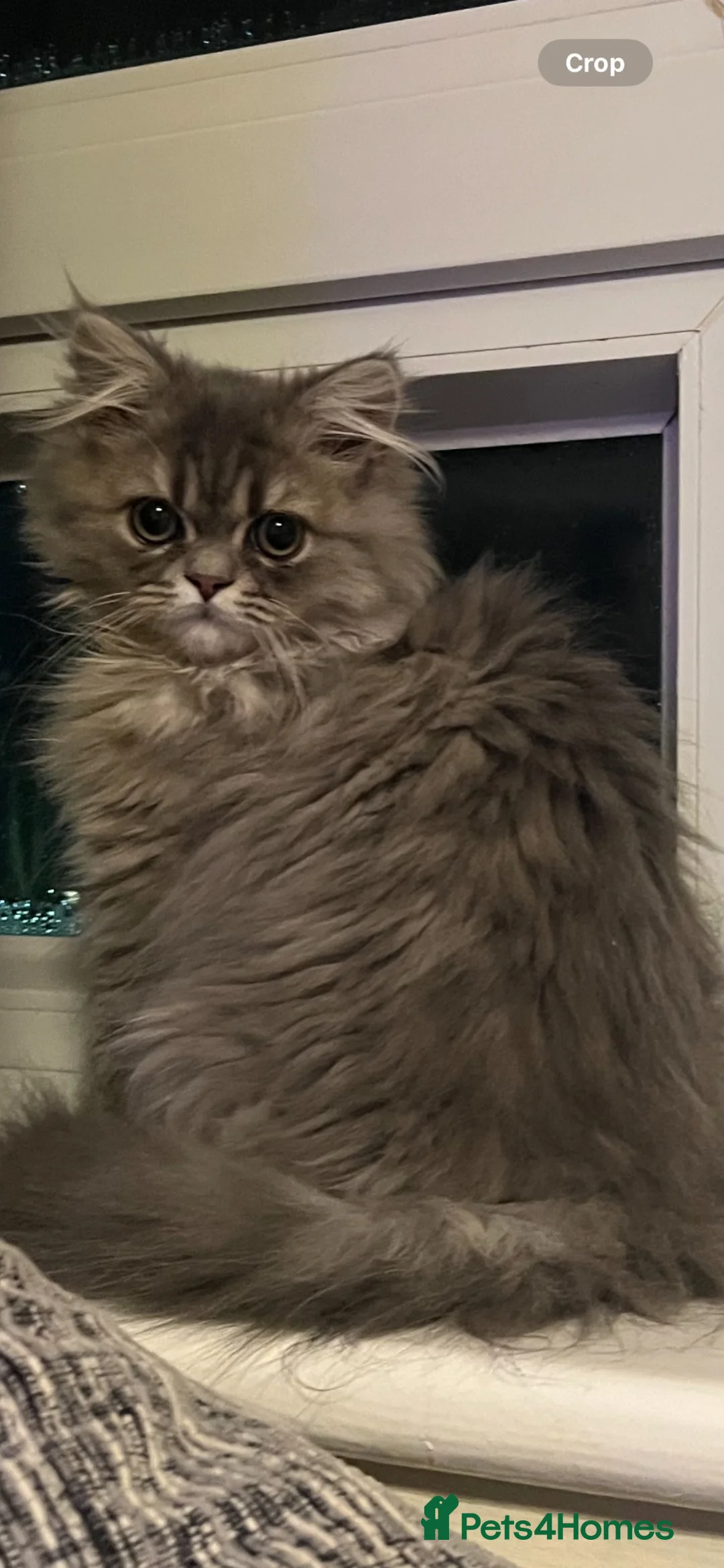 Mixed Breed cats for sale: Fluffy Persian Chinchilla × Turkish Angora Kittens - Advert 13