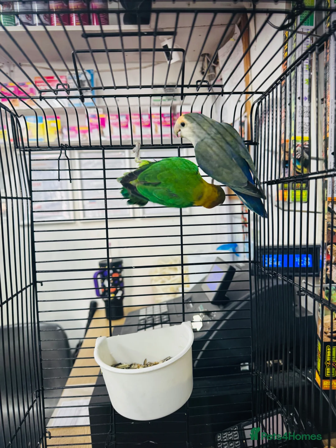 Lovebirds birds for sale: Beautiful mixed mutaion pair of lovebirds  - Advert 2