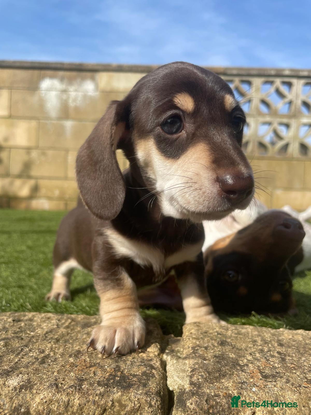 Miniature Dachshund dogs 🐾❤️KC Reg Miniature dachshunds  - Advert 11