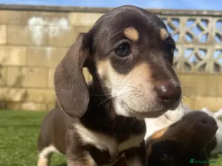 Miniature Dachshund dogs 🐾❤️KC Reg Miniature dachshunds - Advert 11