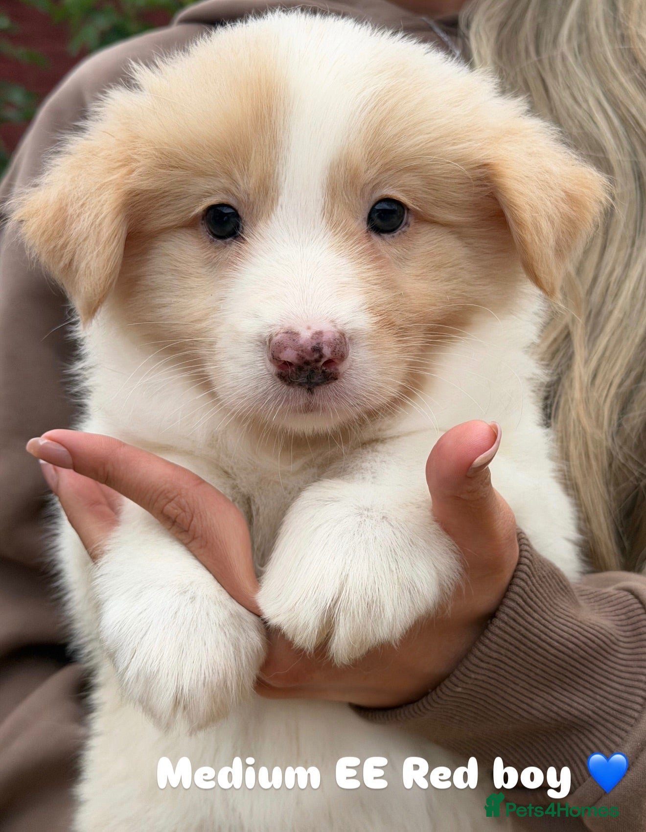 Border Collie dogs Stunning Champion line puppies  - Advert 1
