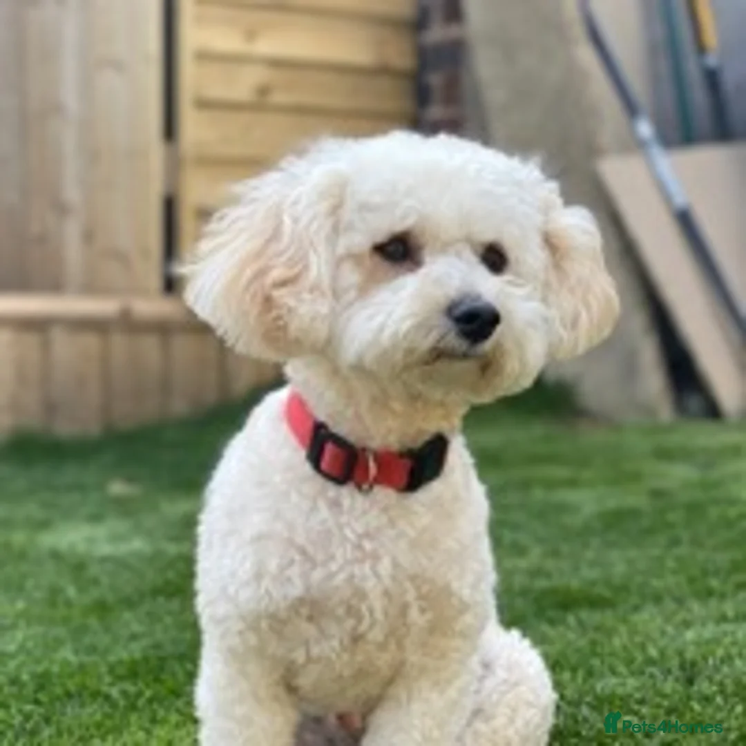 Bichon Frise dogs for stud: Bichon frise STUD He is not Forsale in Sheffield - Advert 1