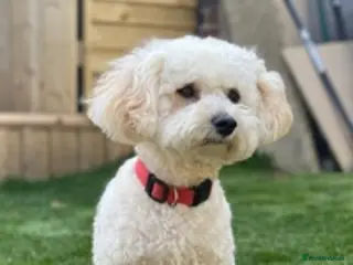 Bichon Frise dogs Bichon frise STUD He is not Forsale in Sheffield - Advert 1