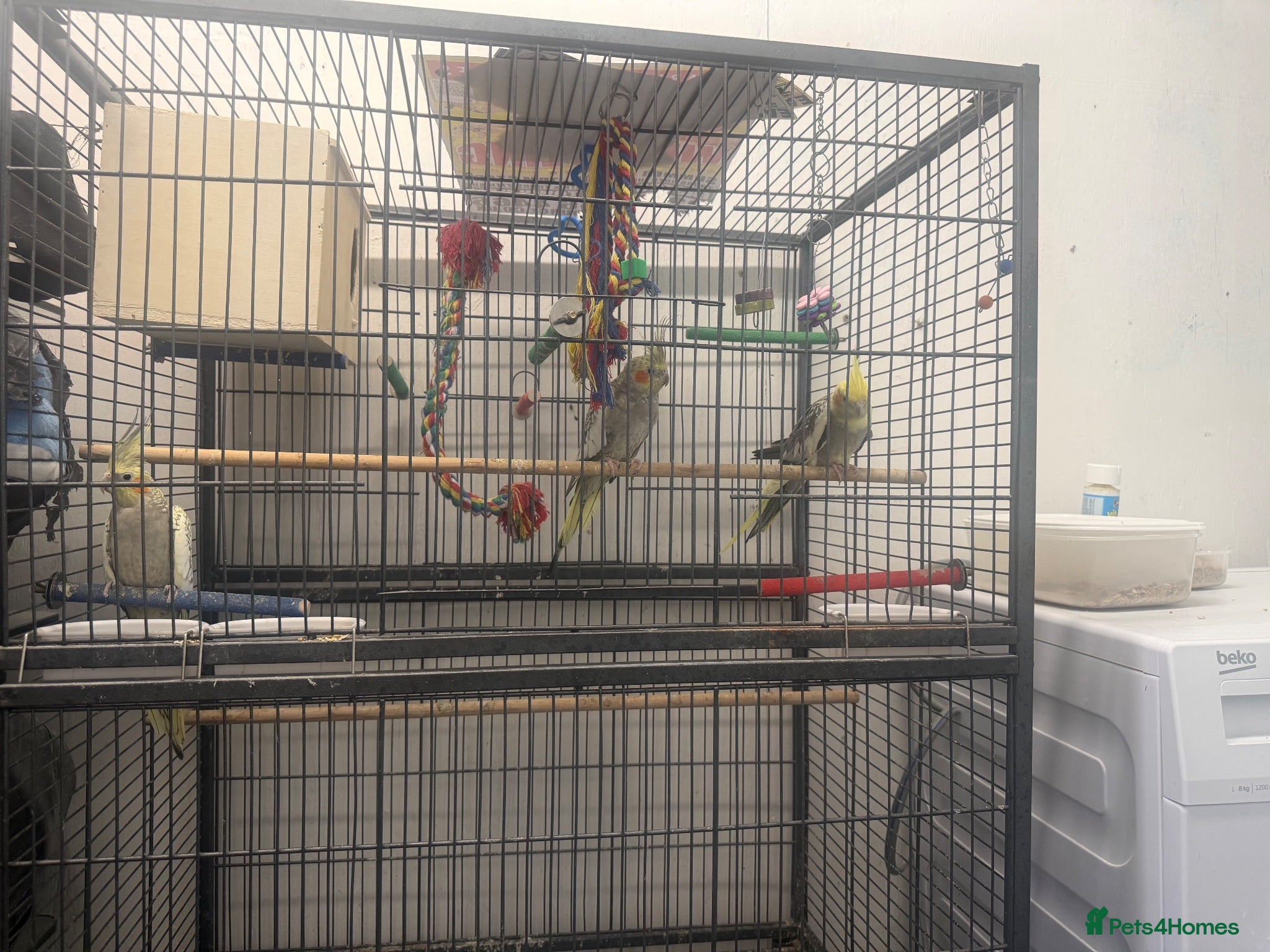 Cockatiels birds 2 female 1 male - Advert 3