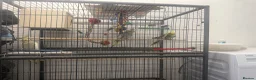 Cockatiels birds for sale: 2 female 1 male - Advert 1