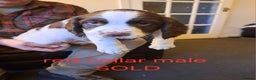 English Springer Spaniel dogs for sale: English springer spaniels  - Advert 1