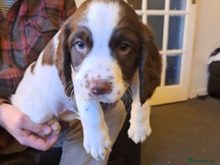 English Springer Spaniel dogs English springer spaniels - Advert 1