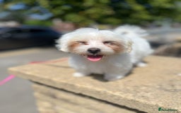 Maltipoo dogs for sale: Tiny Maltipoo  - Image 5