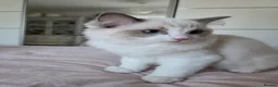 Ragdoll cats for sale: Ragdoll kittens are looking for forever home  - Advert 3