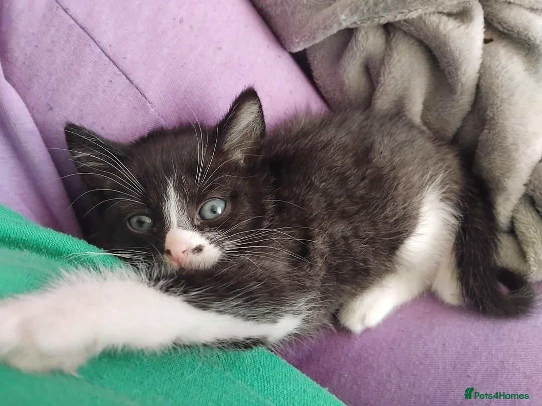 Mixed Breed cats for sale: Lul beasty - Advert 8